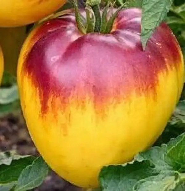 Tomaten: Blues on Platter