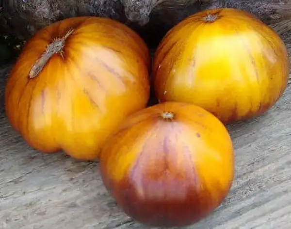 Tomaten: Blues von Kurland