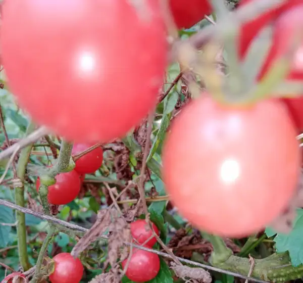 Tomaten: Blumauer Rispe