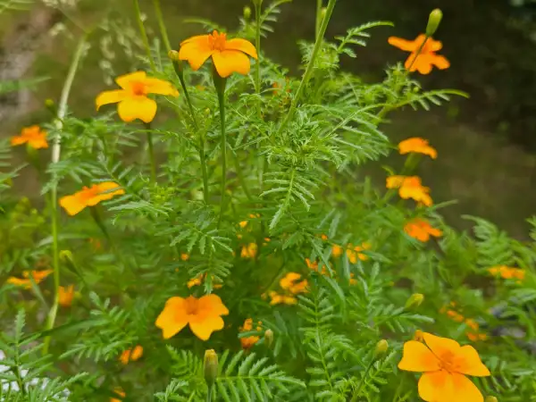 Blumen: Blumen: Orangengewürztagetes, 2025