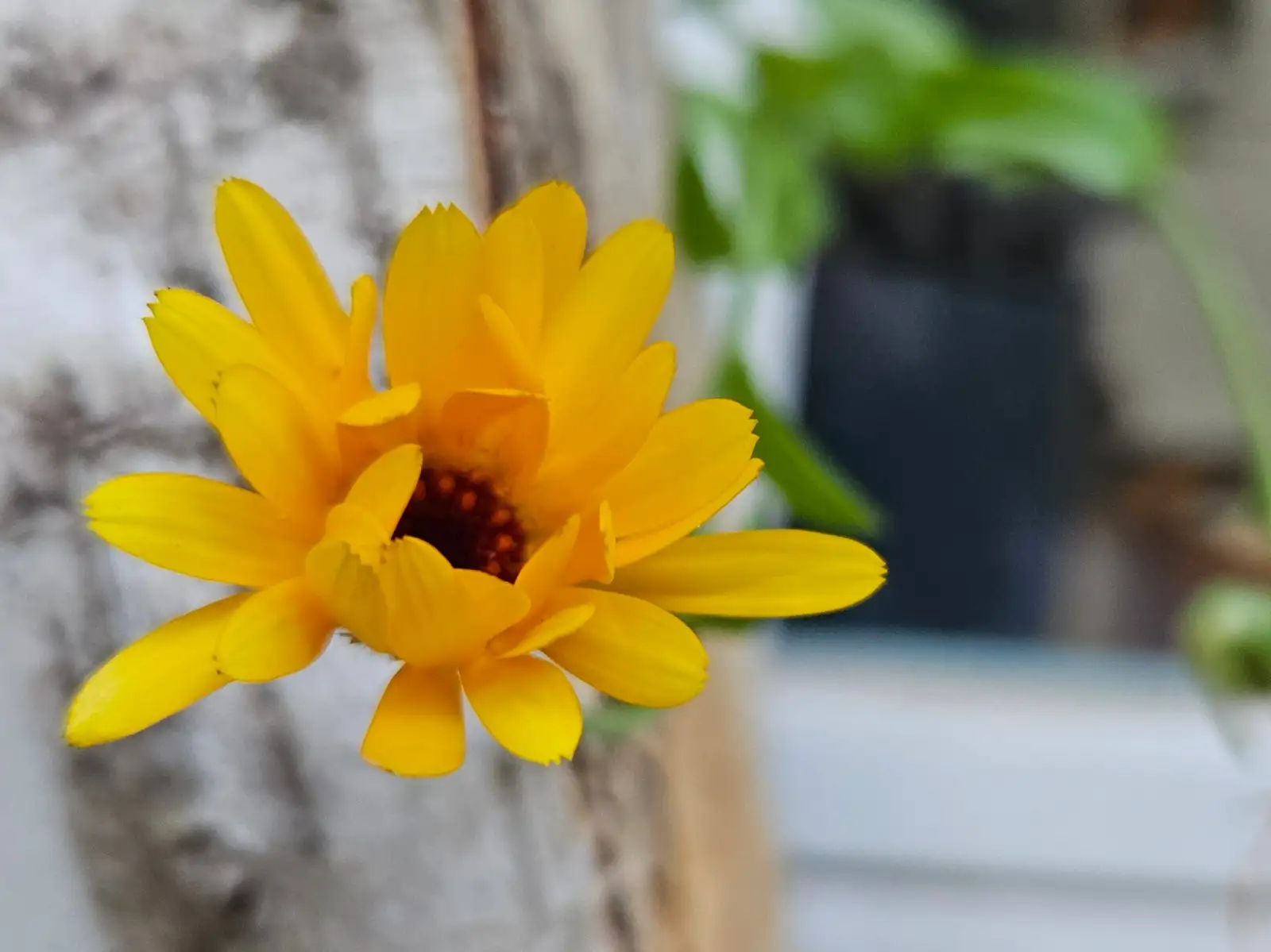 Blumen: Blumen: Ringelblumen Mix, 2025