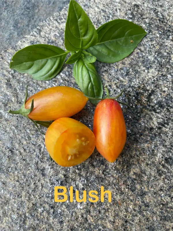 Tomaten: Blush