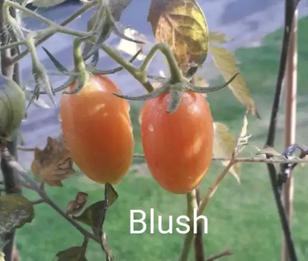 Tomaten: Blush