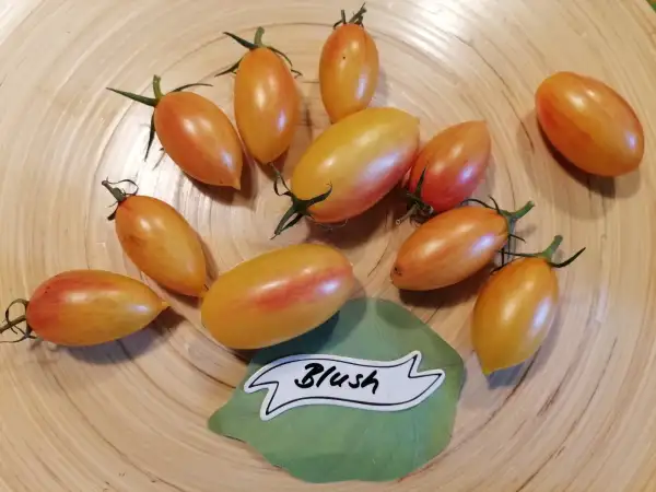 Tomaten: Blush