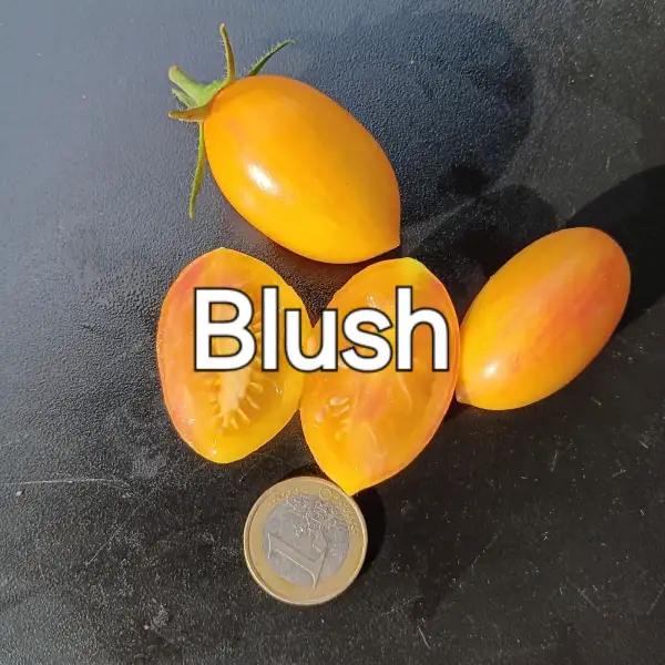 Tomaten: Blush