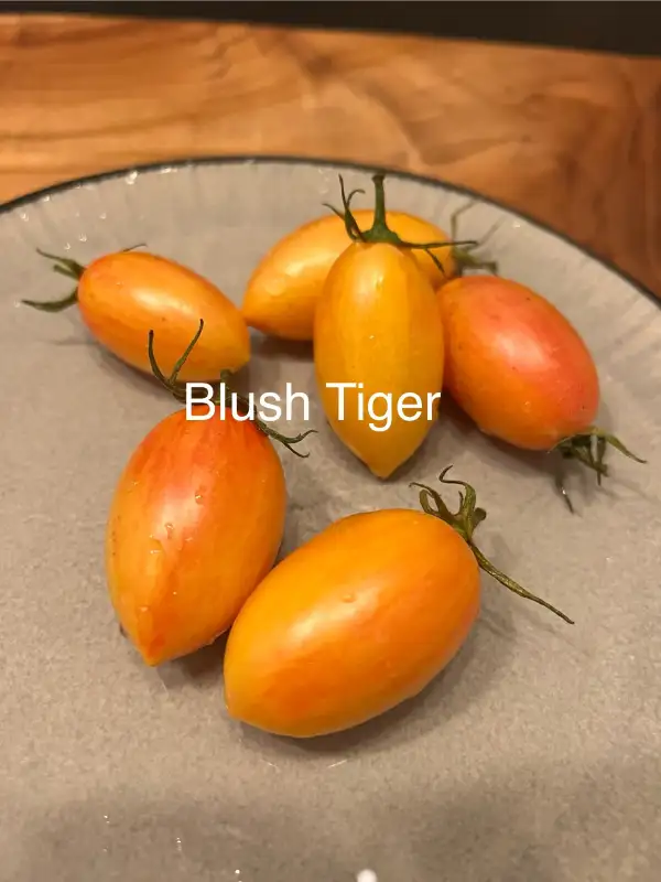 Tomaten: Blush Tiger