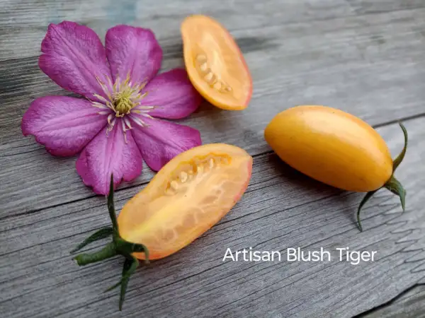 Tomaten: Blush Tiger