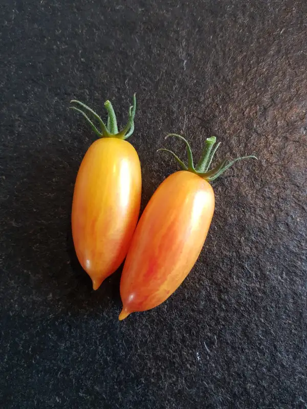 Tomaten: Blush Tiger