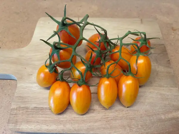 Tomaten: Blush Tiger
