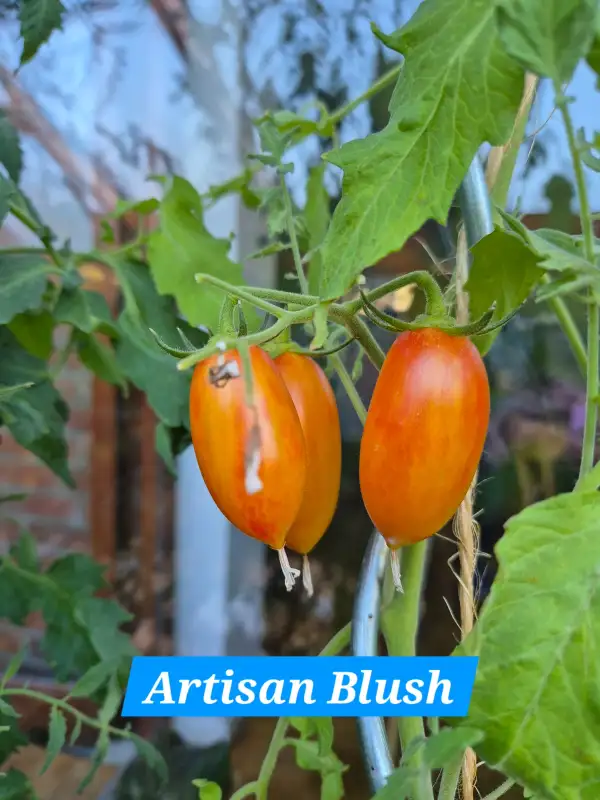 Tomaten: Blush Tiger