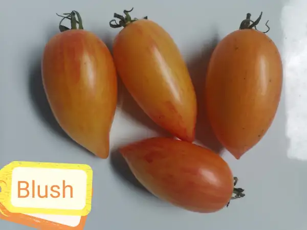 Tomaten: Blush Tiger