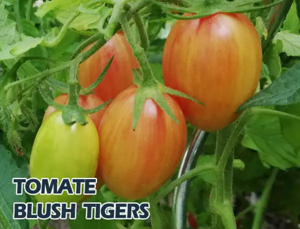 Tomaten: Blush Tiger