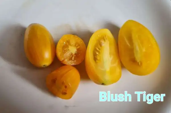 Tomaten: Blush Tiger