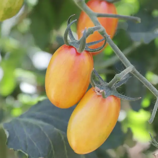 Tomaten: Blush Tiger