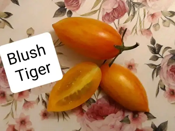 Tomaten: Blush Tiger