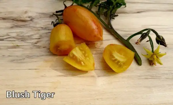 Tomaten: Blush Tiger