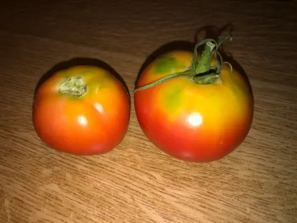 Tomaten: Blushing Beauty