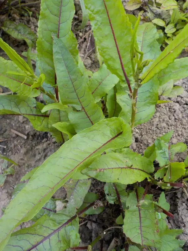 Salate: Blutampfer - Rumex Sanguineus ausdauernd und dekorativ