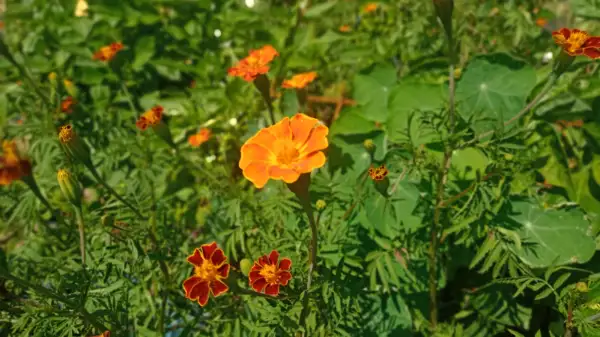Blumen: Blutorangentagetes