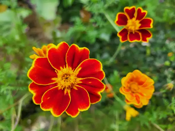 Blumen: Blutorangentagetes