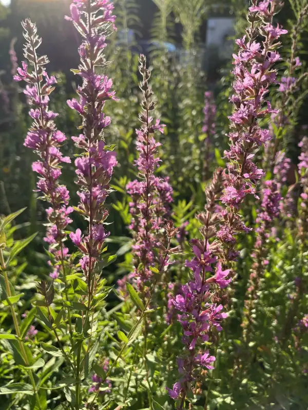 Stauden / Gehölz: Blutweiderich (Lythrum salicaria)