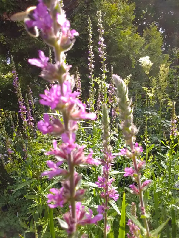 Stauden / Gehölz: Blutweiderich , tolle Bienenpflanze, Heilpflanze, für Teichrand und etwas feuchtere Gartenbereiche