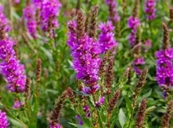 Stauden / Gehölz: Blutweiderich , tolle Bienenpflanze, Heilpflanze, für Teichrand und etwas feuchtere Gartenbereiche