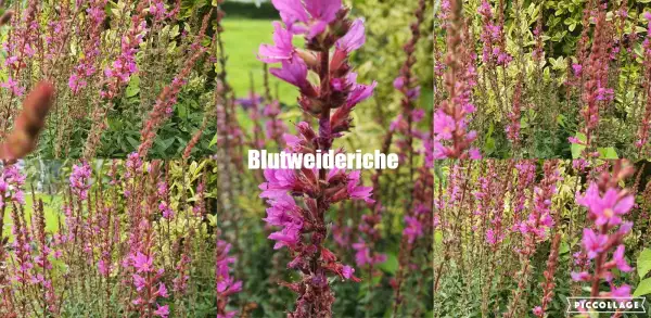 Stauden / Gehölz: Blutweideriche