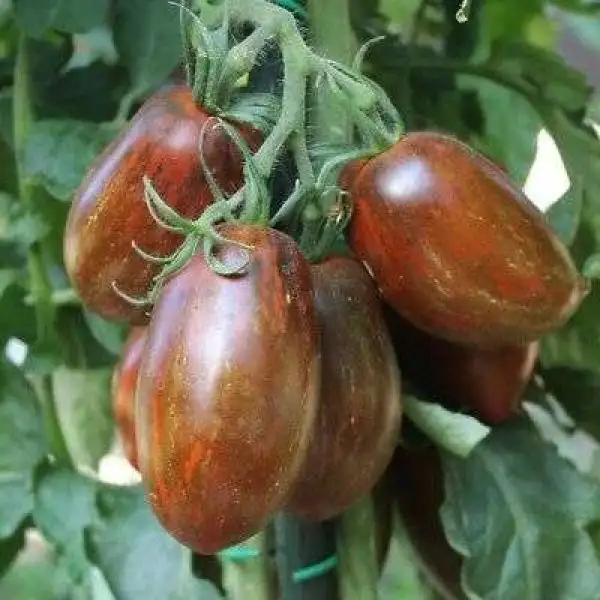 Tomaten: Boars Tooth