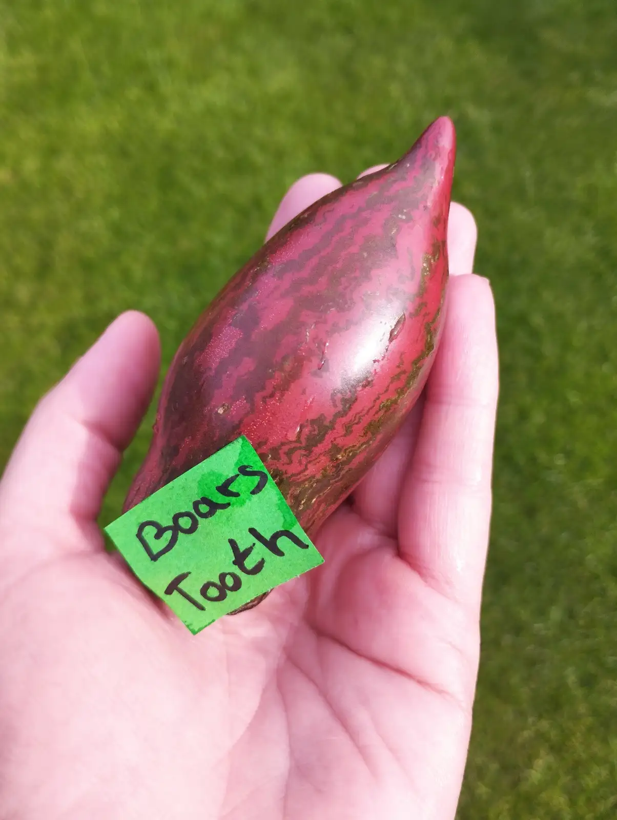 Tomaten: Boars Tooth