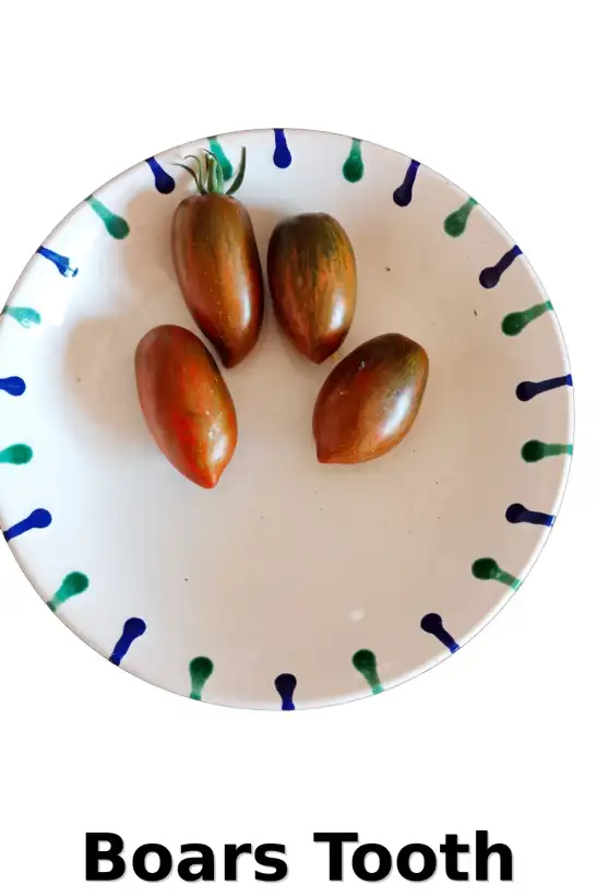 Tomaten: Boars Tooth