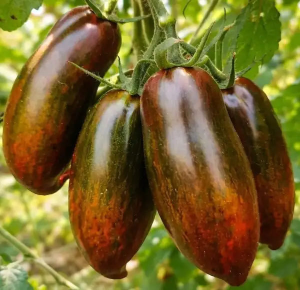 Tomaten: Boars Tooth
