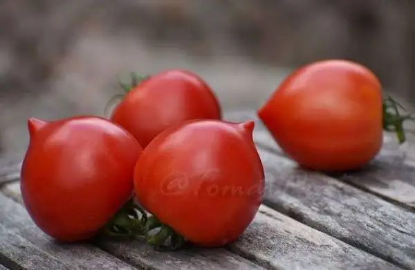 Tomaten: Bob’s Boomtown Titty
