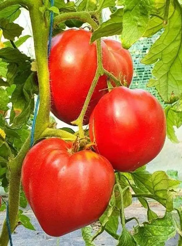 Tomaten: Bobbie