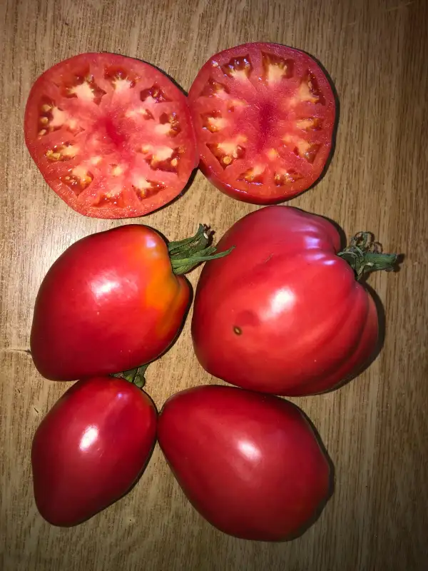 Tomaten: Bochkovoy Minusinskiy