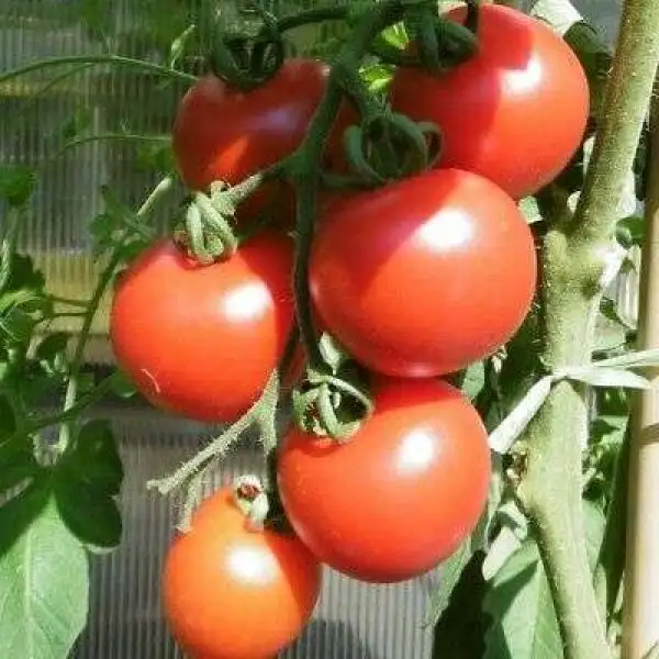 Tomaten: Bodeglut