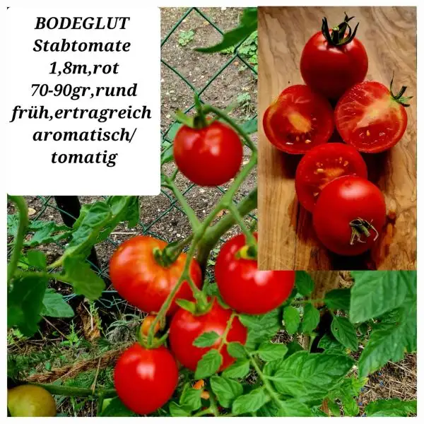 Tomaten: Bodeglut