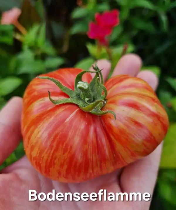 Tomaten: Bodenseeflamme