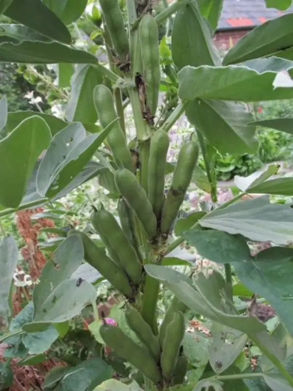 Bohnen: Boekers, Puffbohne