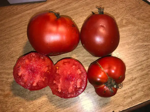 Tomaten: Bogata de Carpinis