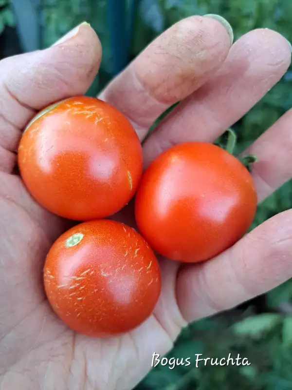 Tomaten: Bogus Fruchta 2025
