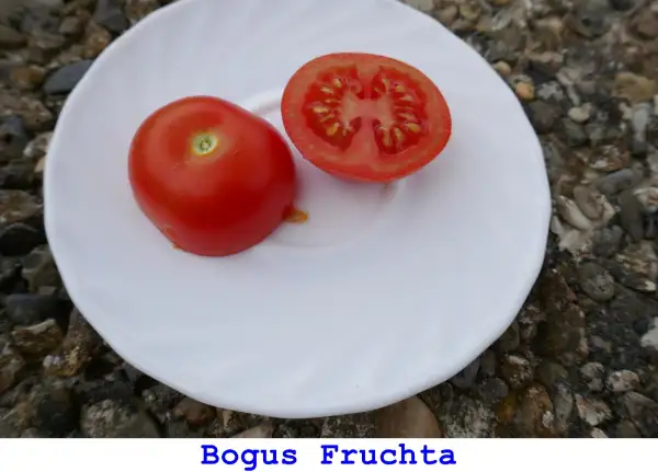 Tomaten: Bogus Fruchta