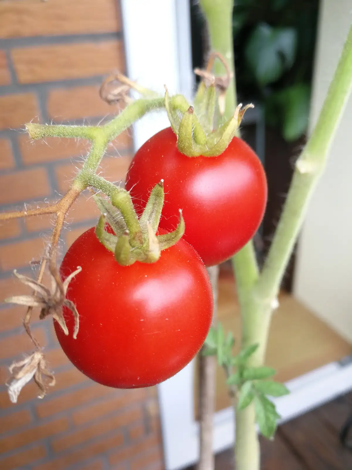Tomaten: Bogus Fruchta