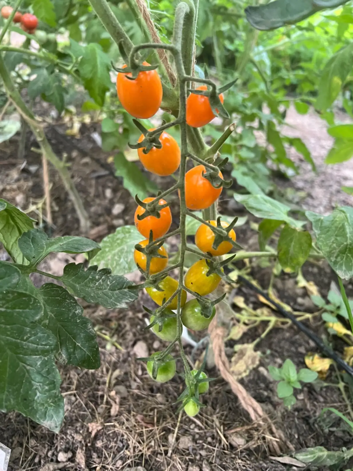 Tomaten: Bol-T-4701