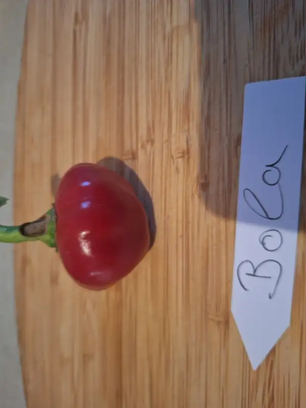 Chili / Paprika: Bola  - Paprika