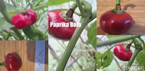 Chili / Paprika: Bola  - Paprika