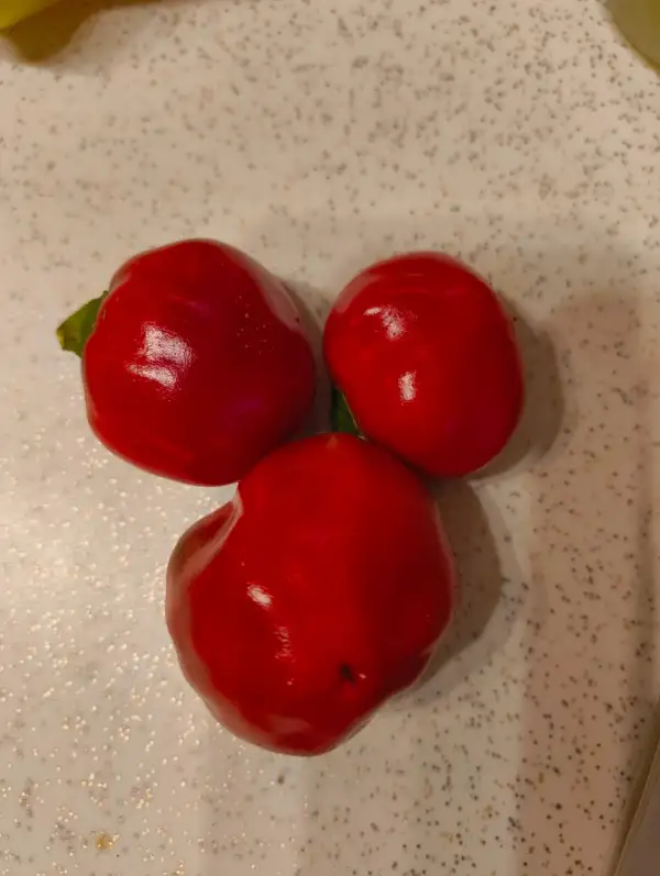 Chili / Paprika: Bola