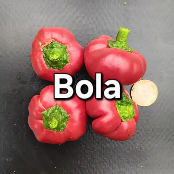 Paprika: Bola