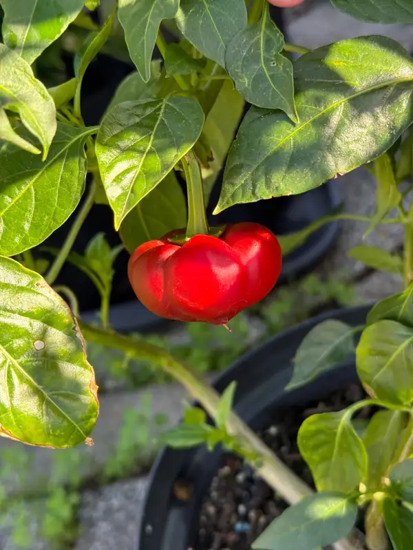Chili / Paprika: Bola/Cascabel