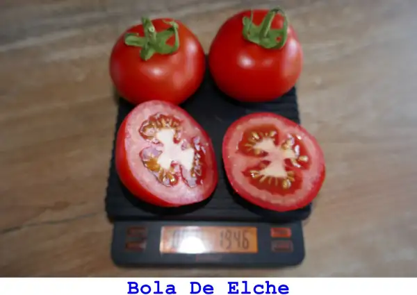 Tomaten: Bola de Elche